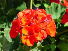 geranium